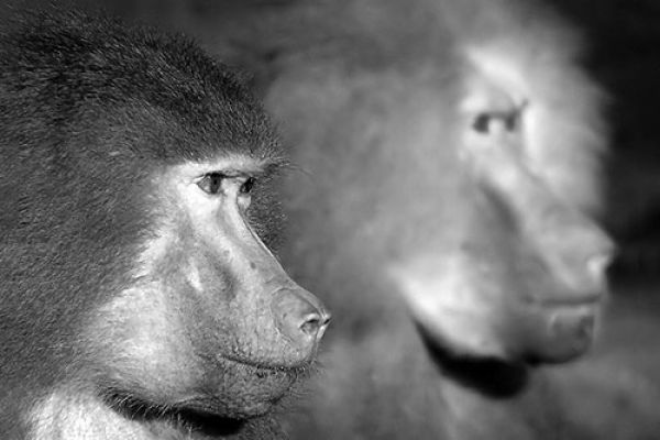 animalsDC385370-21B6-FBD9-0DEF-6C7CA39D7921.jpg