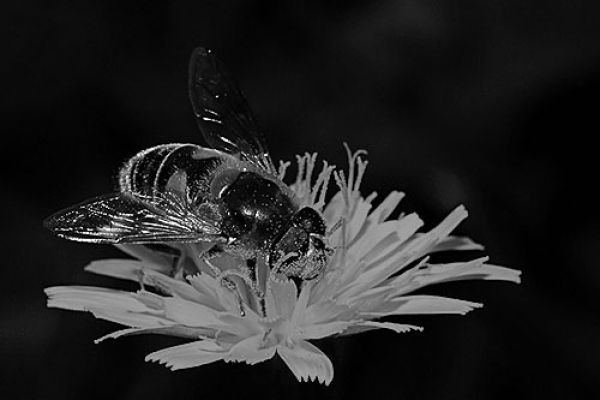 macroB2D71C29-1C31-F813-44A0-E166986129E0.jpg